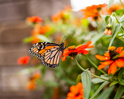 Global warming is impacting Monarch butterflies.